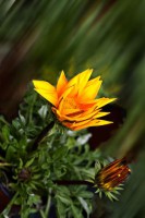 /album/fotogaleria-fotografia-macro/cf5-640x480-jpg/